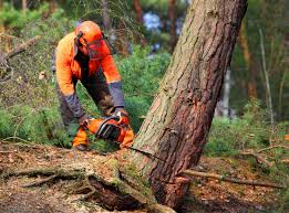 Best Utility Line Clearance  in Carle Place, NY