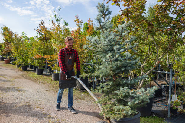 Best Root Management and Removal  in Carle Place, NY